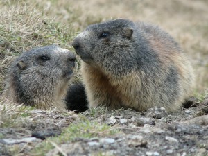 Two marmots in Avers, Grisons.