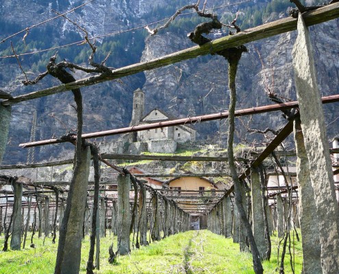 Vineyard in Giornico, Ticino.